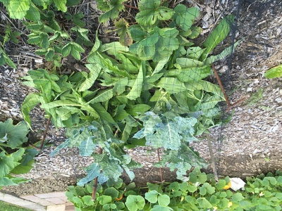 Moestuin 6